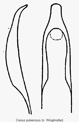 cionus_pulverosus1.gif