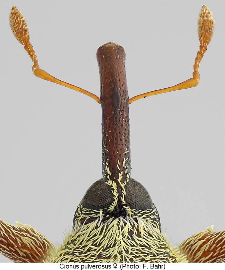 cionus_pulverosus_w_k.jpg