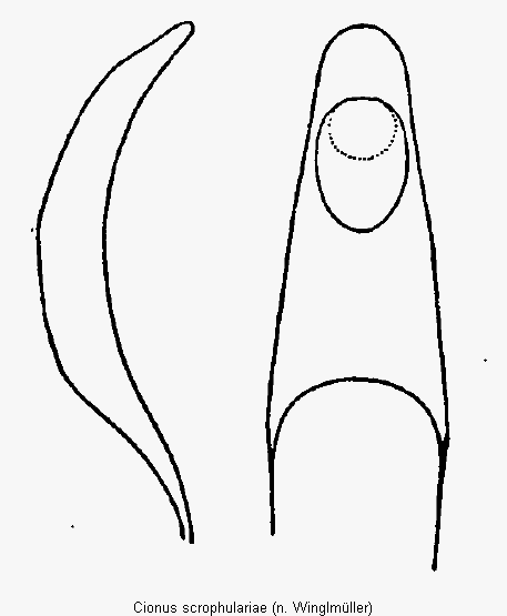 cionus_scrophulariae.gif