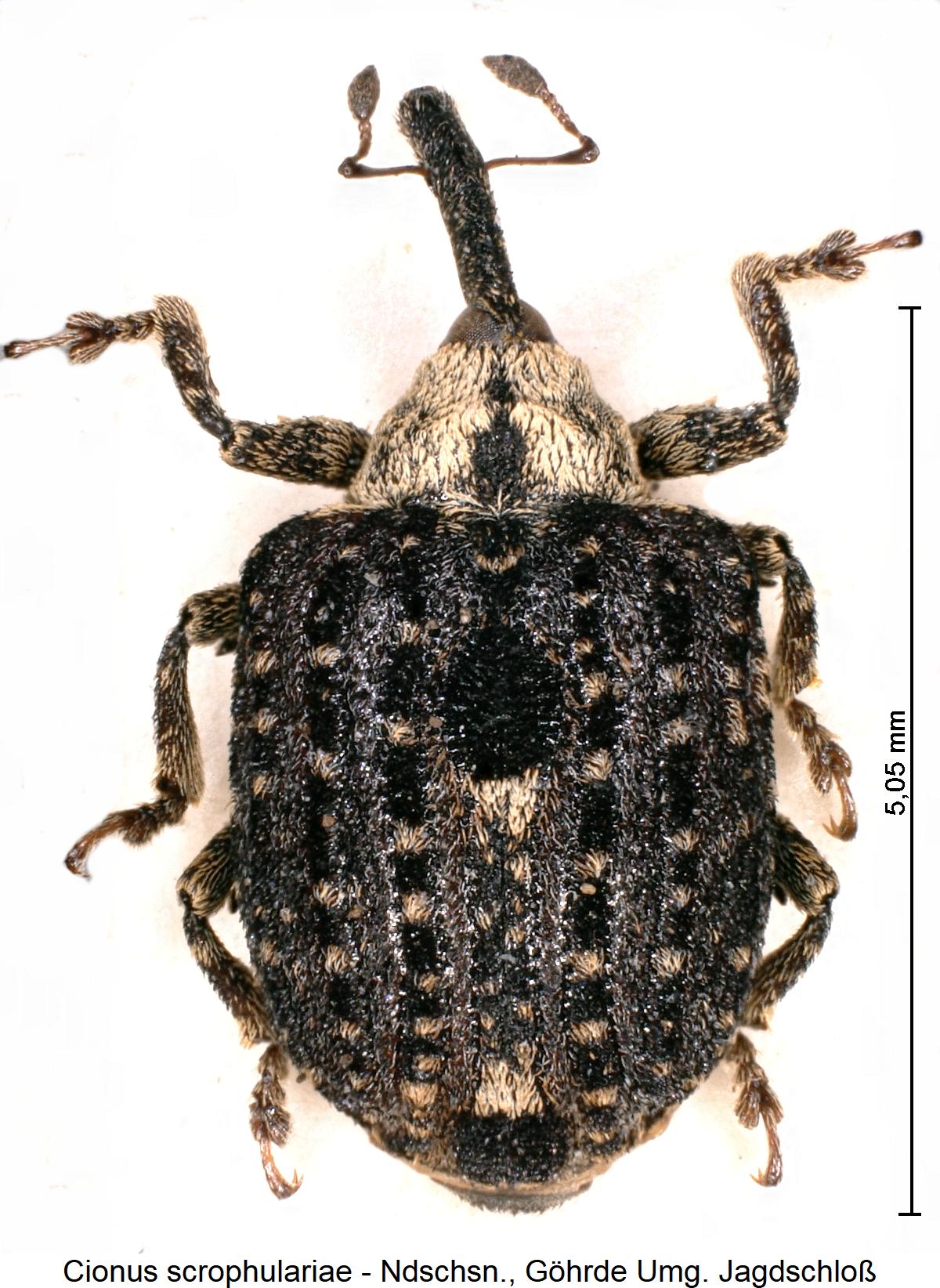 cionus_scrophulariae_hab.jpg