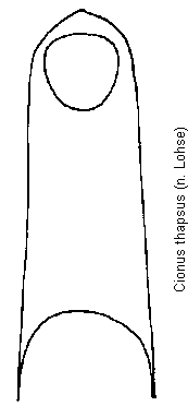 cionus_thapsus.gif