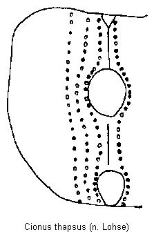 cionus_thapsus_fld.gif