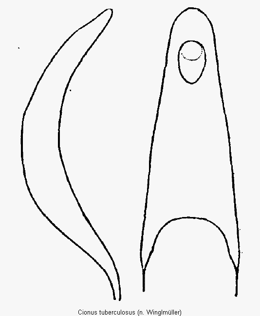 cionus_tuberculosus.gif