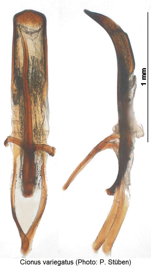 cionus_variegatus.jpg