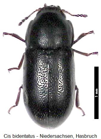 cis_bidentatus_hab-20240204.jpg