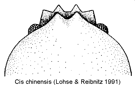 cis_chinensis_k-20240204.gif