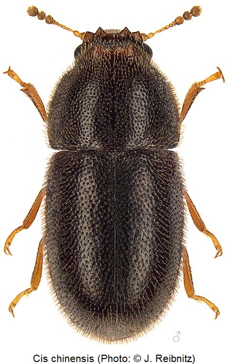 cis_chinensis_rbn.jpg