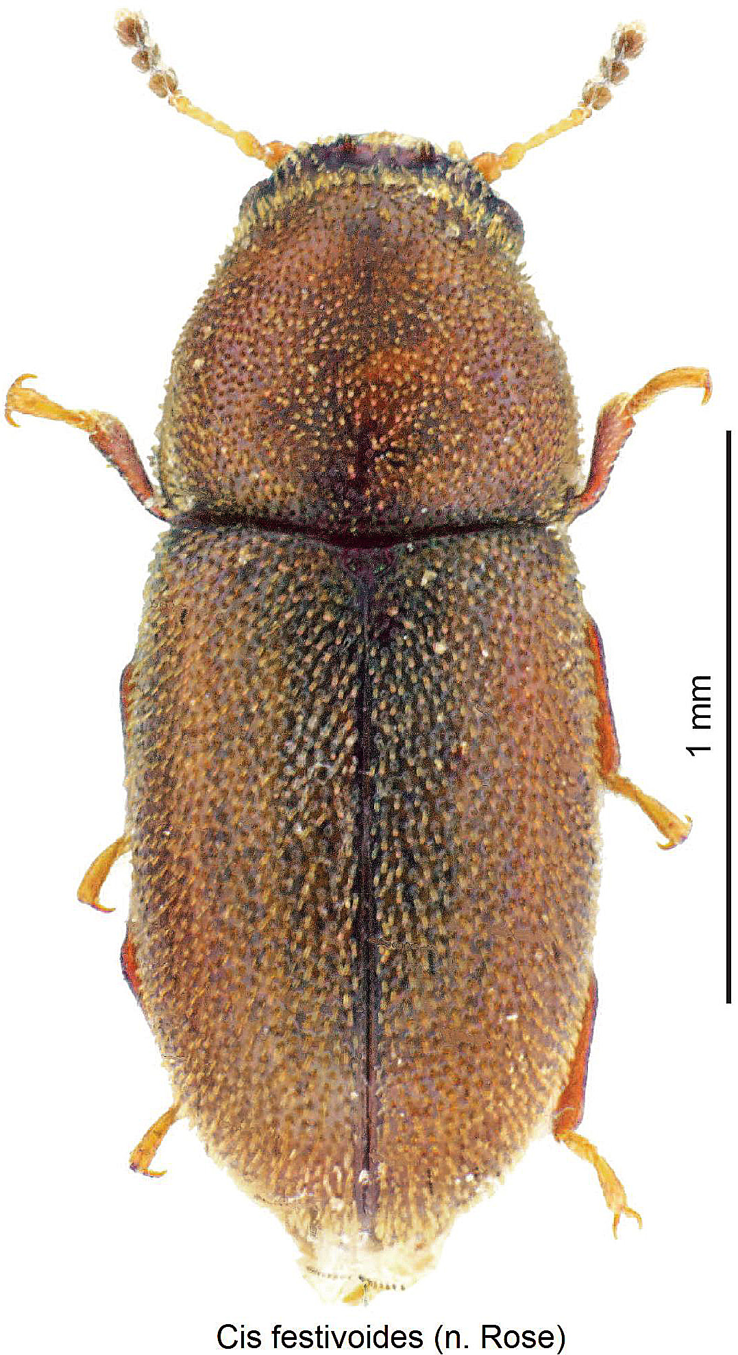 cis_festivoides_hab.jpg