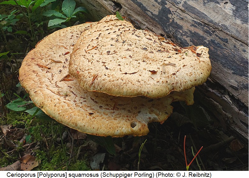 cis_fuscuclavis_p-squamosus_rbn.jpg