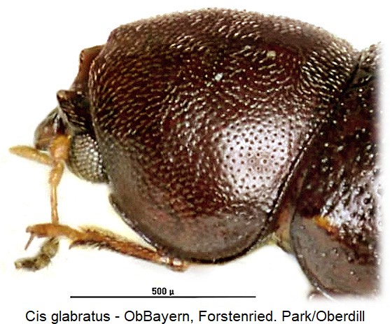 cis_glabratus_k-20220201.jpg