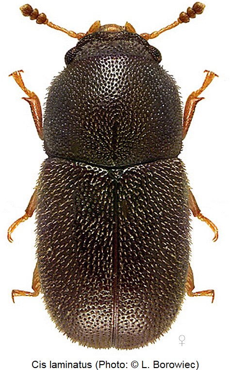 cis_laminatus_w_hab_bor.jpg