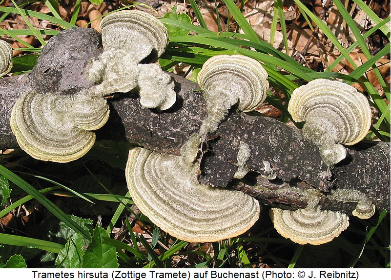 cis_micans_trametes-hirsuta_rbn.jpg