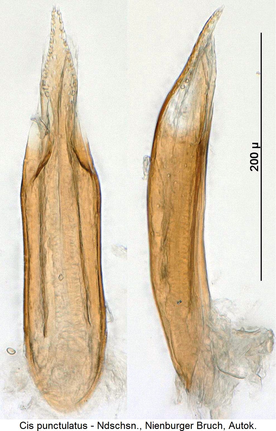 cis_punctulatus1.jpg