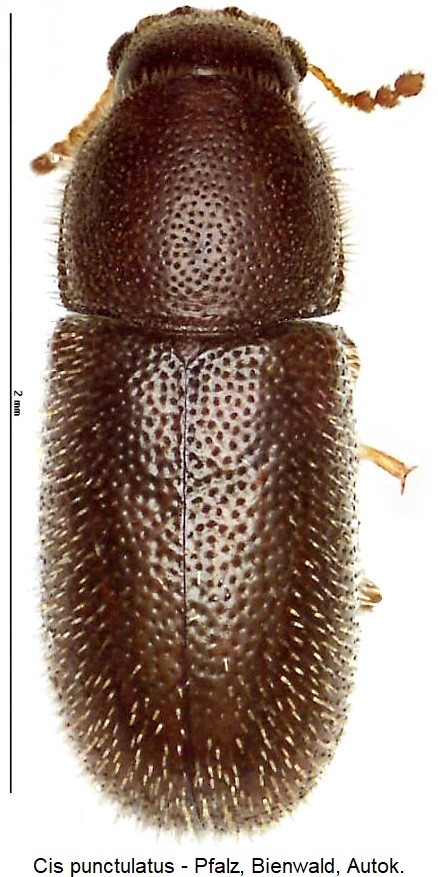 cis_punctulatus_hab-20240204.jpg