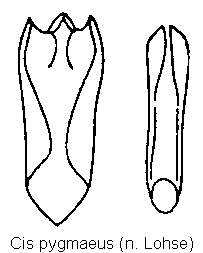 cis_pygmaeus.gif