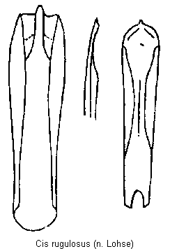 cis_rugulosus.gif