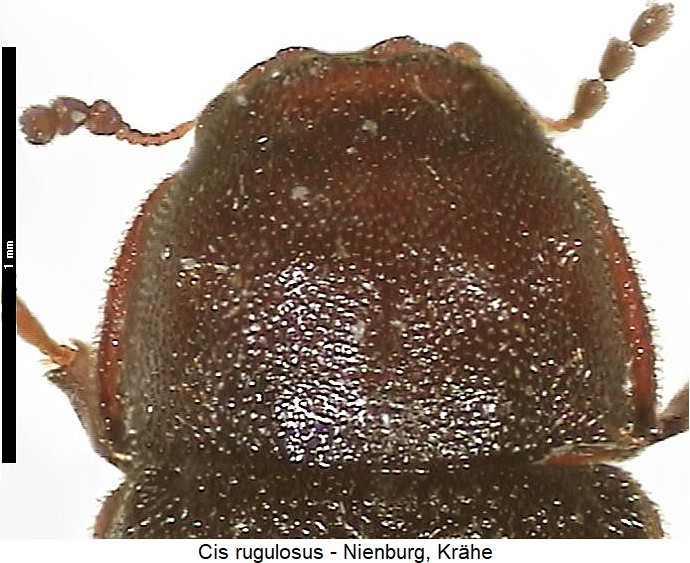 cis_rugulosus_vk.jpg