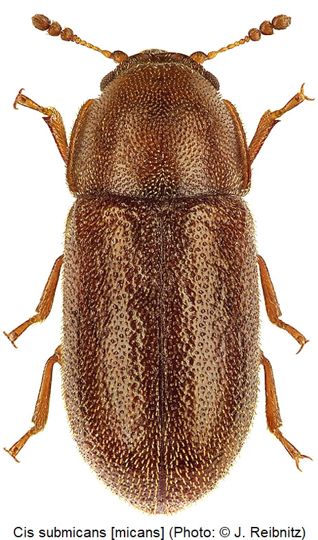 cis_submicans_hab_rbn-20240204.jpg