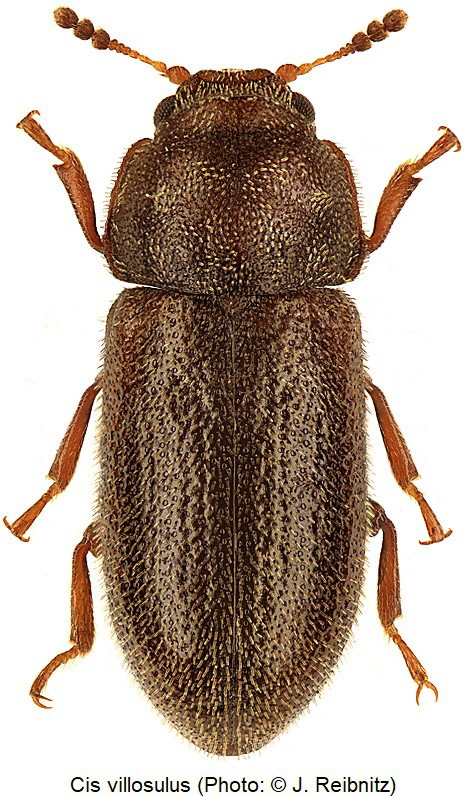 cis_villosulus_hab_rbn-20240204.jpg