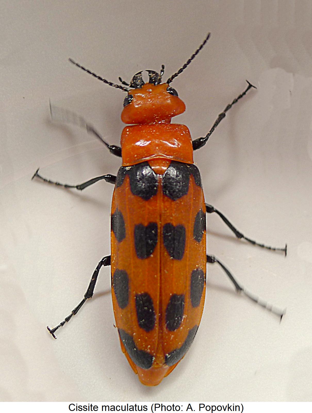 cissite_maculatus_hab.jpg
