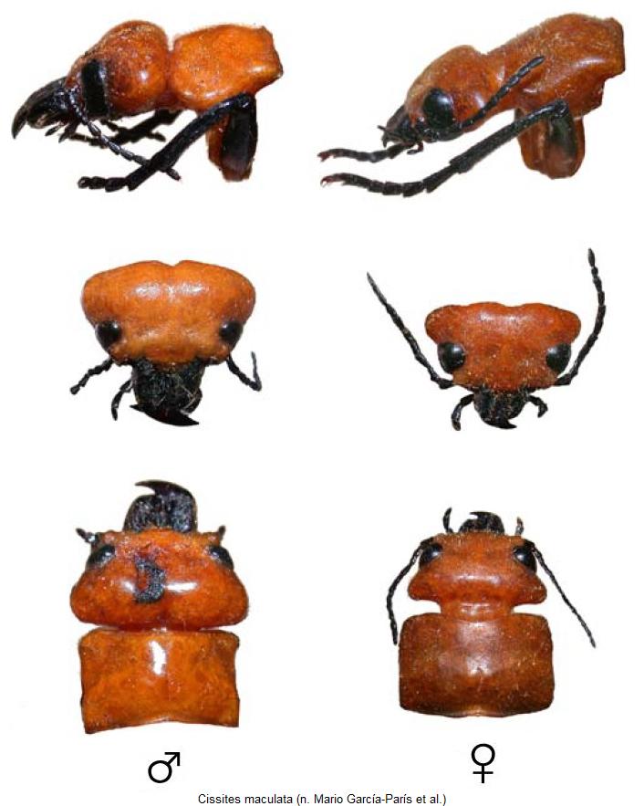 cissites_maculata_k.jpg