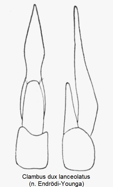 clambus_lanceolatus.gif