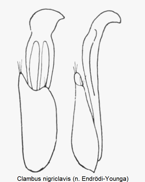 clambus_nigriclavis1.gif