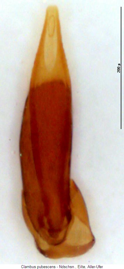 clambus_pubescens2.jpg