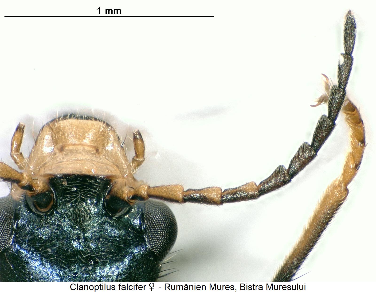 clanoptilus_falcifer_w_f.jpg