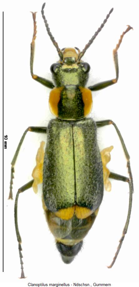 clanoptilus_marginellus_hab.jpg