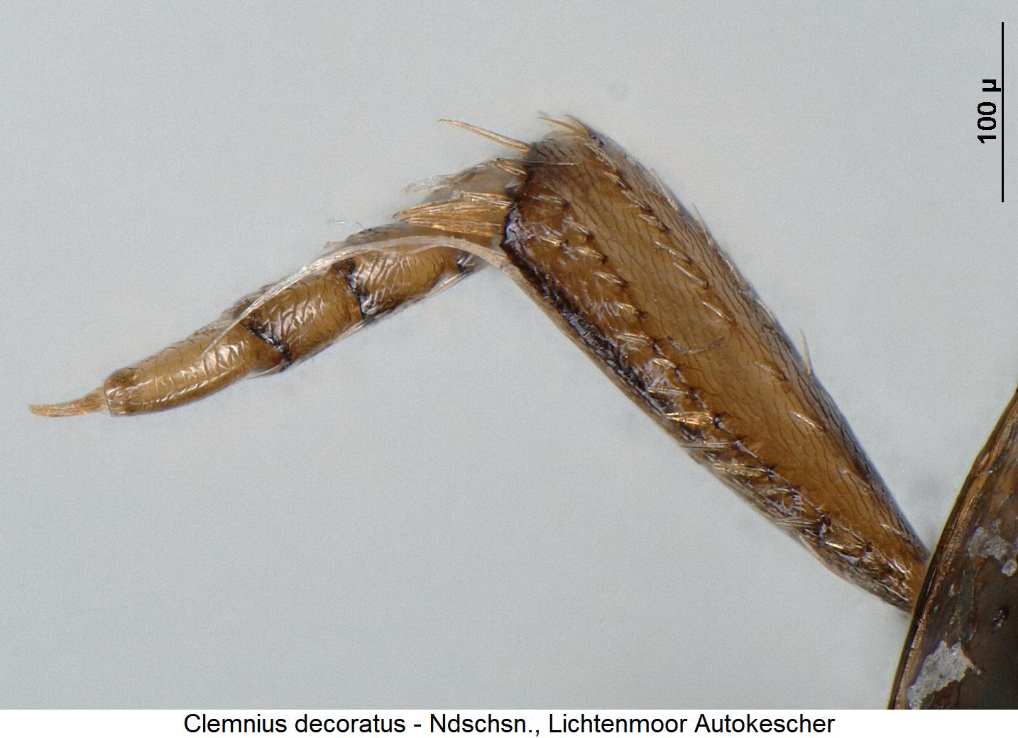 clemnius_decoratus_vtr.jpg