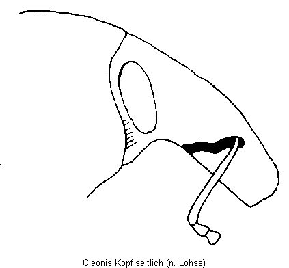 cleonis_kopf.gif