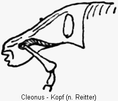 cleonus_k.gif