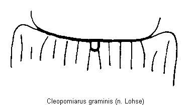 cleopomiarus_graminis_fld.gif