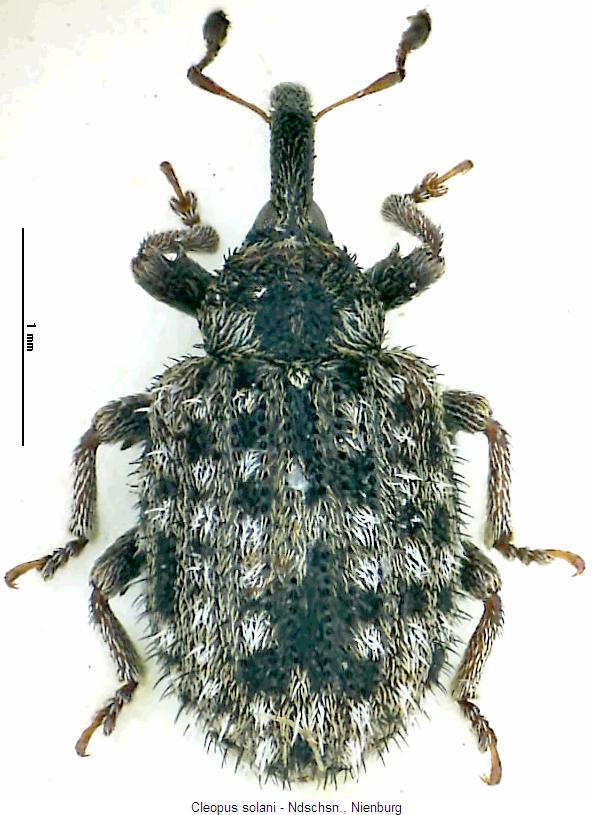 cleopus_solani_hab.jpg