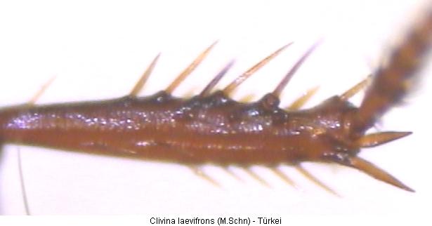 clivina_laevifrons_mschn.jpg
