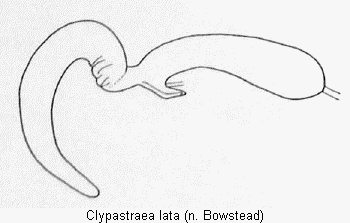 clypastraea_lata_sperm.gif