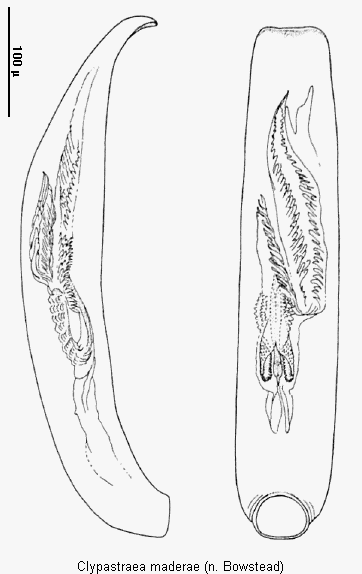 clypastraea_maderae.gif