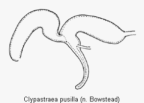 clypastraea_pusilla_sperm.gif