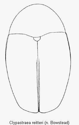 clypastraea_reitteri_hab.gif