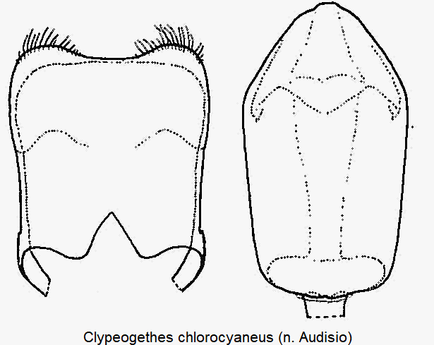 clypeogethes_chlorocyaneus.gif