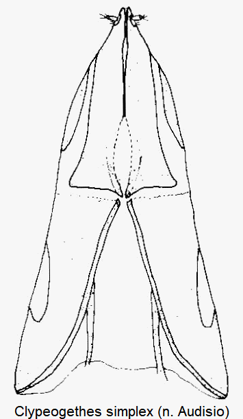clypeogethes_simplex_ovi.gif