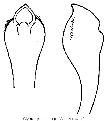 clytra_nigrocincta.gif