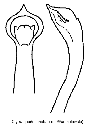 clytra_quadripunctata.gif