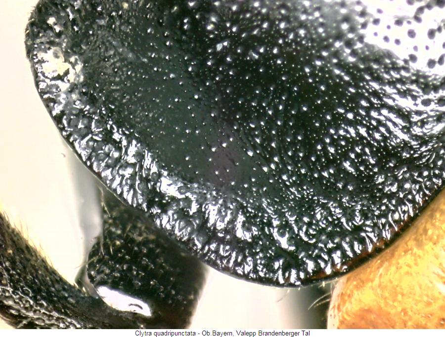 clytra_quadripunctata_hsch.jpg