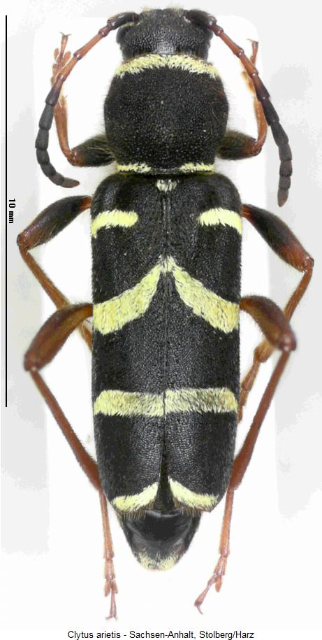 clytus_arietis_hab.jpg