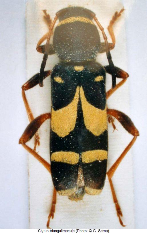 clytus_triangulimacula_hab.jpg