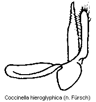 coccinella_hieroglyphica.gif