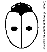 coccinella_lutshniki_hab.gif