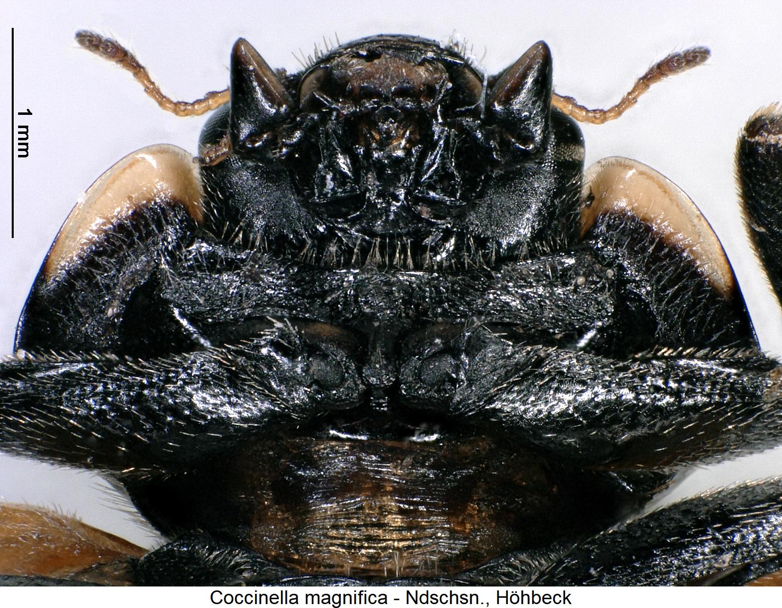 coccinella_magnifica_us.jpg